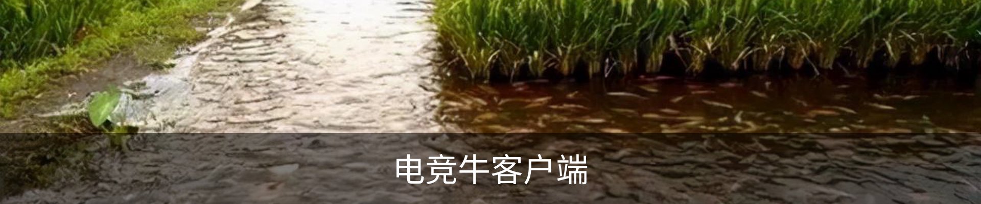咨询电竞牛